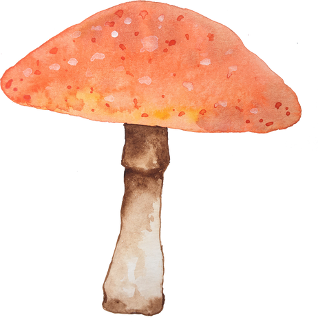 Wild Mushroom Illustration   